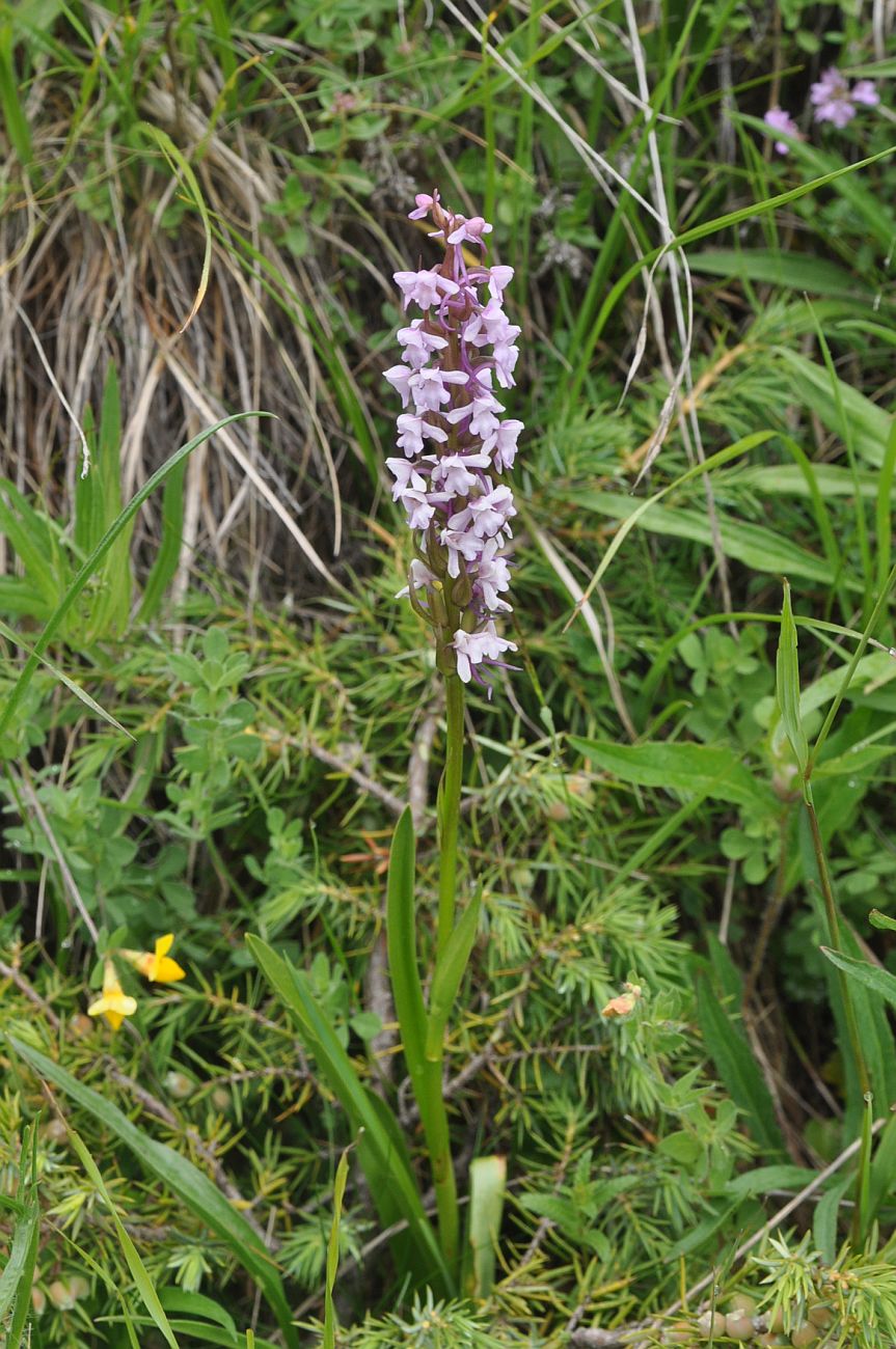 Image of Gymnadenia conopsea specimen.