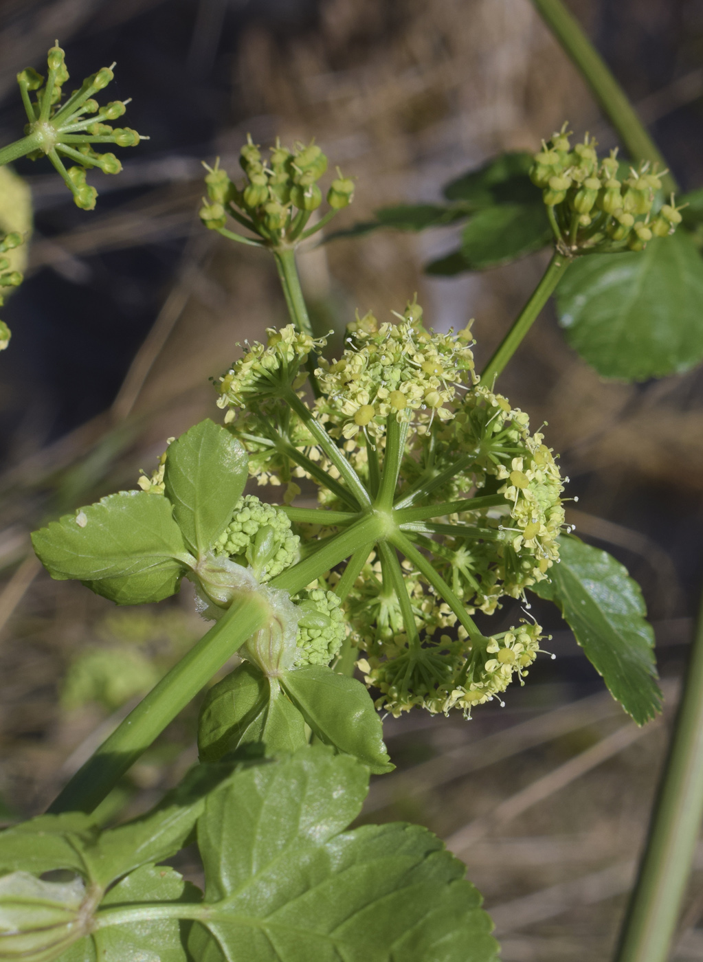 Изображение особи Smyrnium olusatrum.