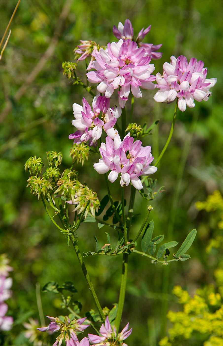 Изображение особи Securigera varia.