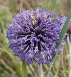 род Echinops. Соцветие. Тульская обл., Куркинский р-н, окр. дер. Курцы, верхняя часть склона долины р. Курцы, луговая степь на известняке. 14.07.2025.