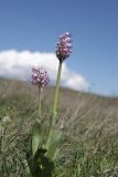 Orchis simia. Цветущие растения. Крым, окр. г. Феодосия, Лисья бухта, остепнённая терраса. 13 апреля 2026 г.