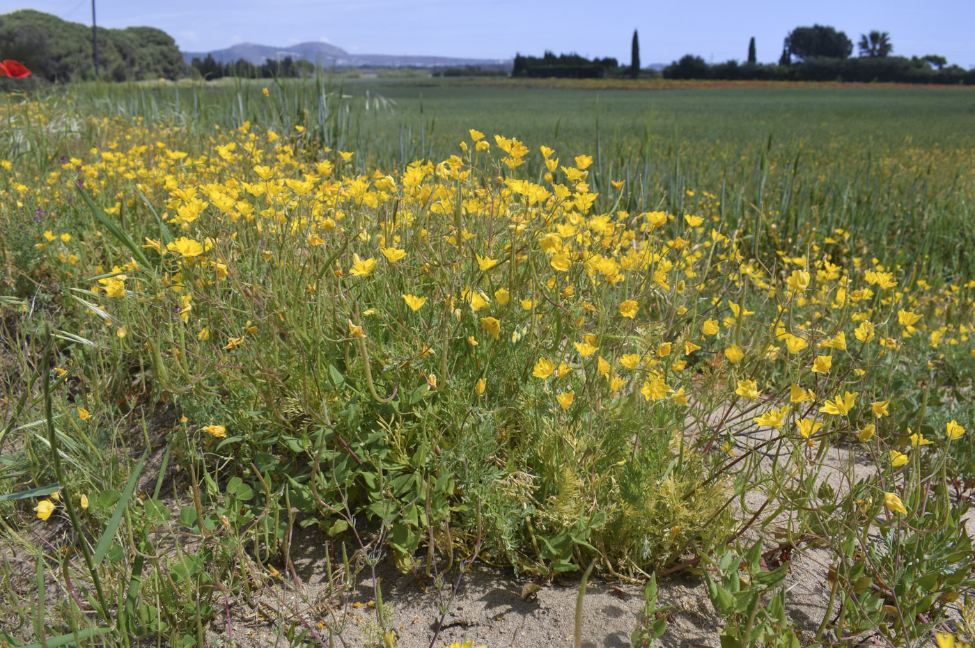Image of Hypecoum imberbe specimen.