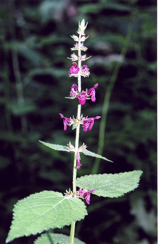 Image of Stachys sylvatica specimen.
