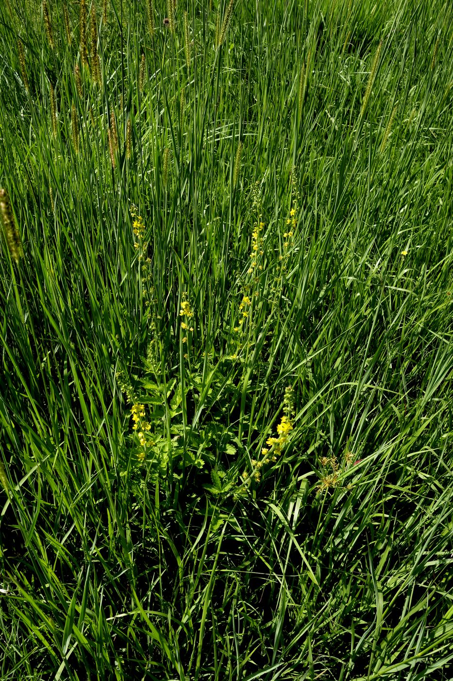 Image of genus Agrimonia specimen.