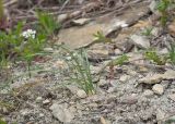 Crocus reticulatus. Плодоносящее растение. Краснодарский край, Крымский р-н, окр. станицы Неберджаевская, дол. р. Липки, пушистодубово-грабинниковый лес, задернованное скальное обнажение на месте старого заросшего карьера, на мергелевой крошке. 22.04.2026.