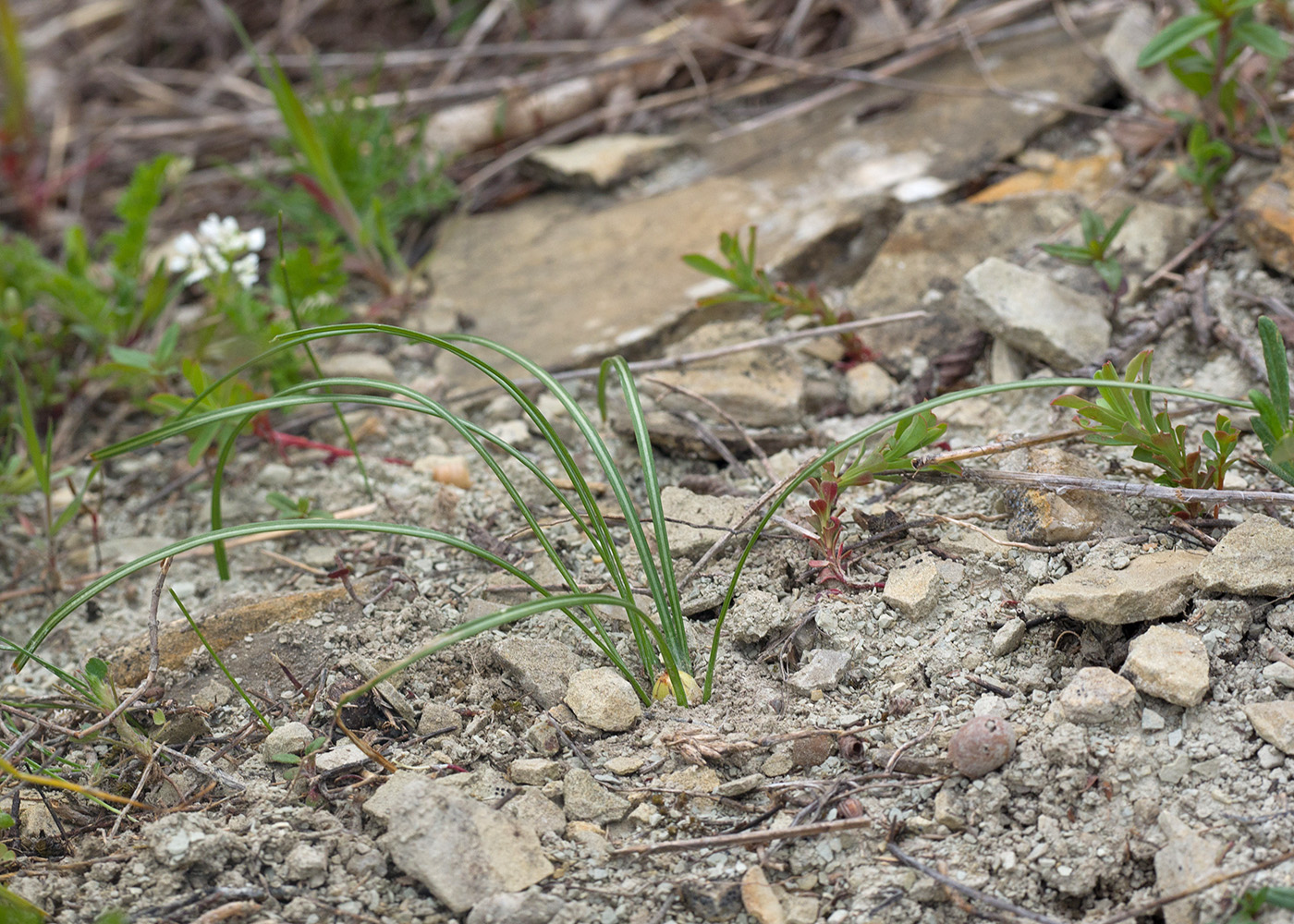 Image of Crocus reticulatus specimen.
