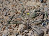 Koelpinia linearis. Цветущее растение. Киргизия, Баткенская обл., Баткенский р-н, окр. с. Самаркандык, Туркестанский хр., горы Сары-Тоо, уроч. Мадыген, щебнистый склон. 12 мая 2026 г.