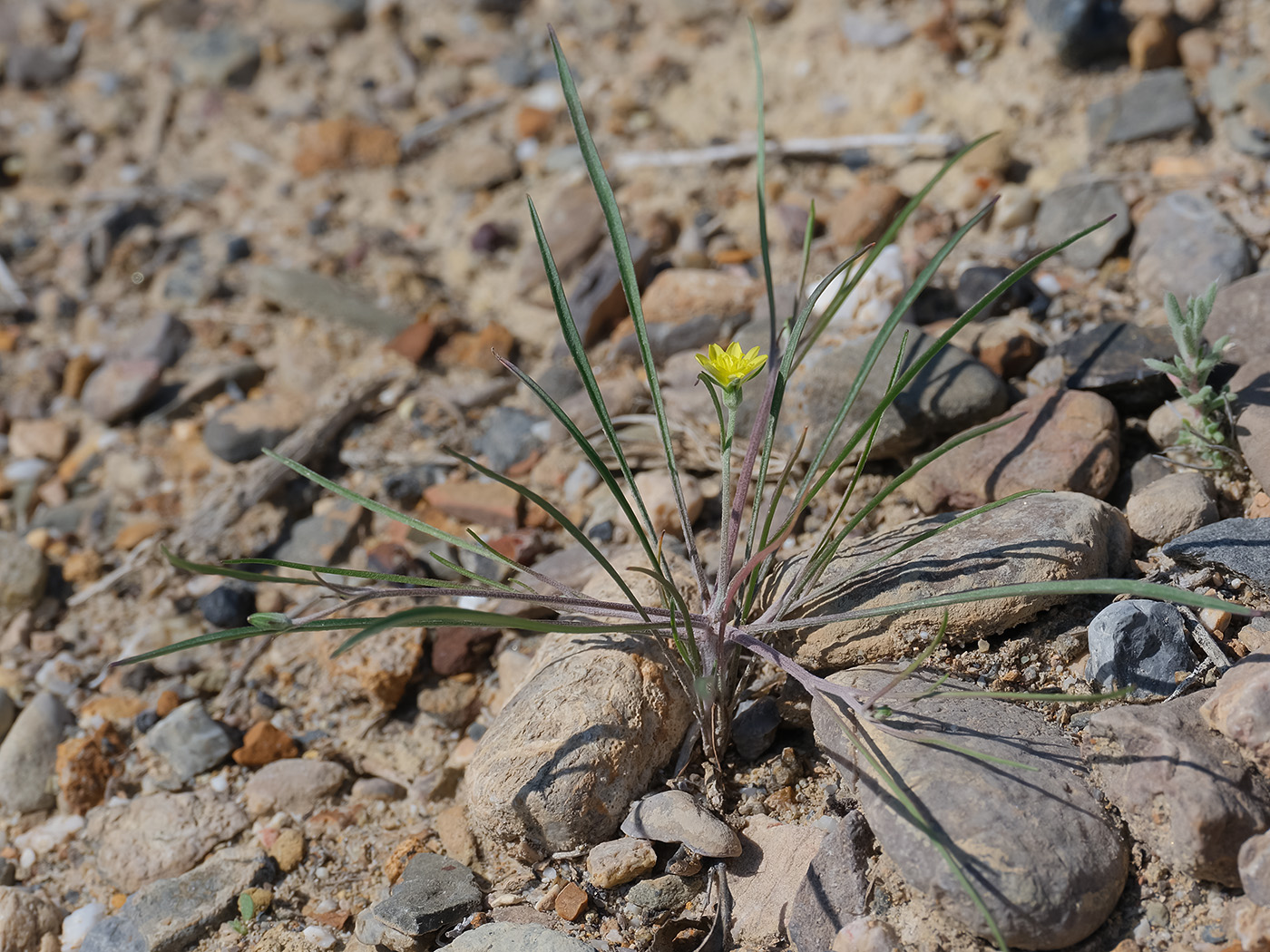 Image of Koelpinia linearis specimen.