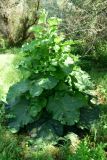Arctium lappa