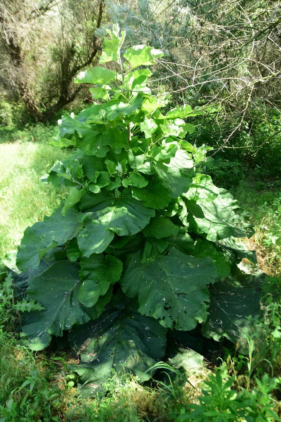 Image of Arctium lappa specimen.