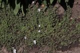Campanula calaminthifolia