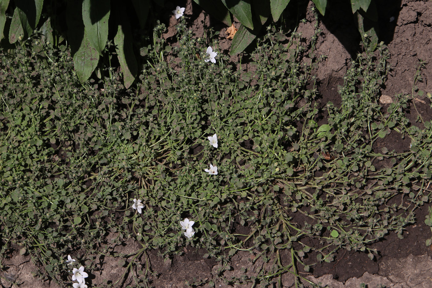 Изображение особи Campanula calaminthifolia.