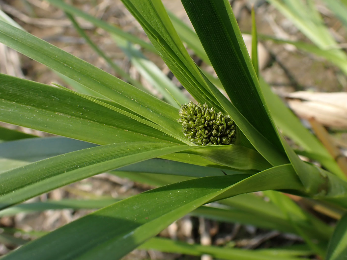 Изображение особи Scirpus radicans.