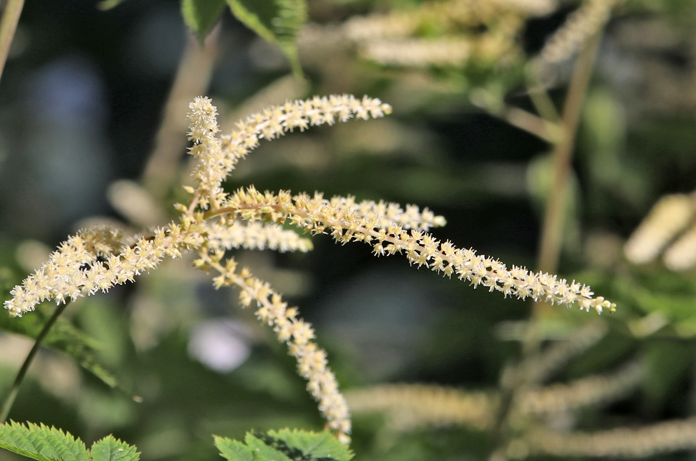 Image of Aruncus aethusifolius specimen.