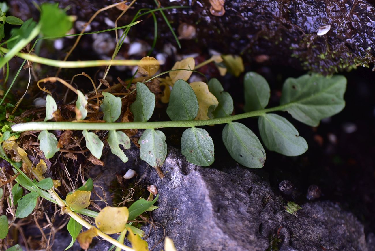Изображение особи род Cardamine.