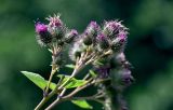 Смотреть изображение Arctium minus