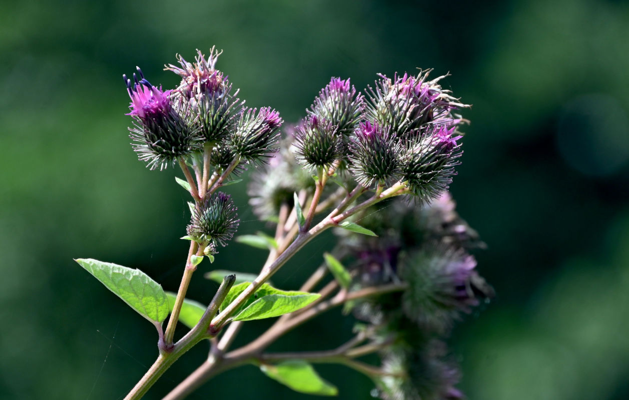Изображение особи Arctium minus.