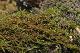 Rhynchostegium riparioides. Побеги извлечённые из воды. Крым, Севастополь, Байдарская дол., река Чёрная. 19.08.2026.