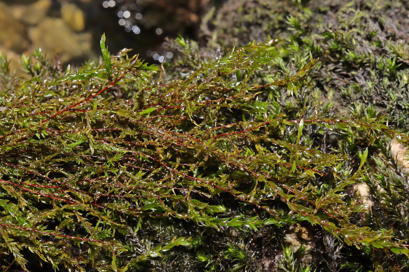 Image of Rhynchostegium riparioides specimen.