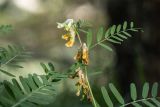 Vicia balansae. Верхушка побега с соцветиями и завязавшимися плодами. Кабардино-Балкария, Чегемский р-н, дол. р. Джайлыксу, окр. т/б \"Башиль\", ≈ 2200 м н.у.м., хвойный лес. 03.08.2026.