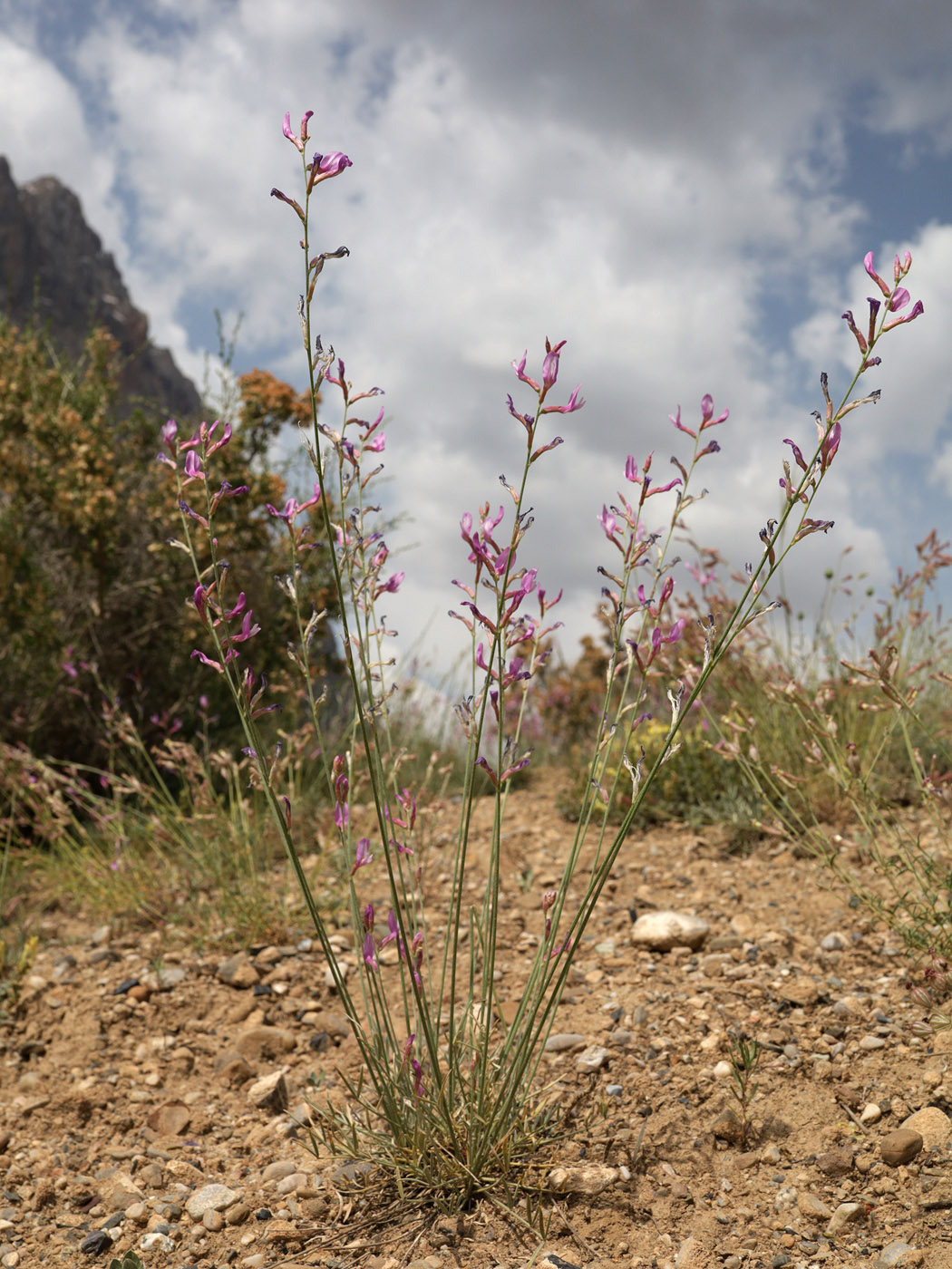 Изображение особи род Astragalus.
