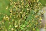 unknown species. Часть соцветия. Турция, ил Артвин, окр. храма Отхта, луг. 13 июня 2026 г.