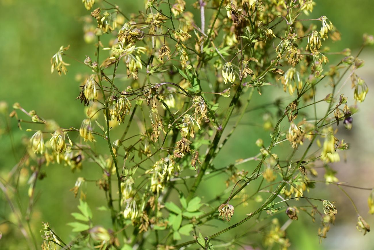 Image of Thalictrum simplex specimen.