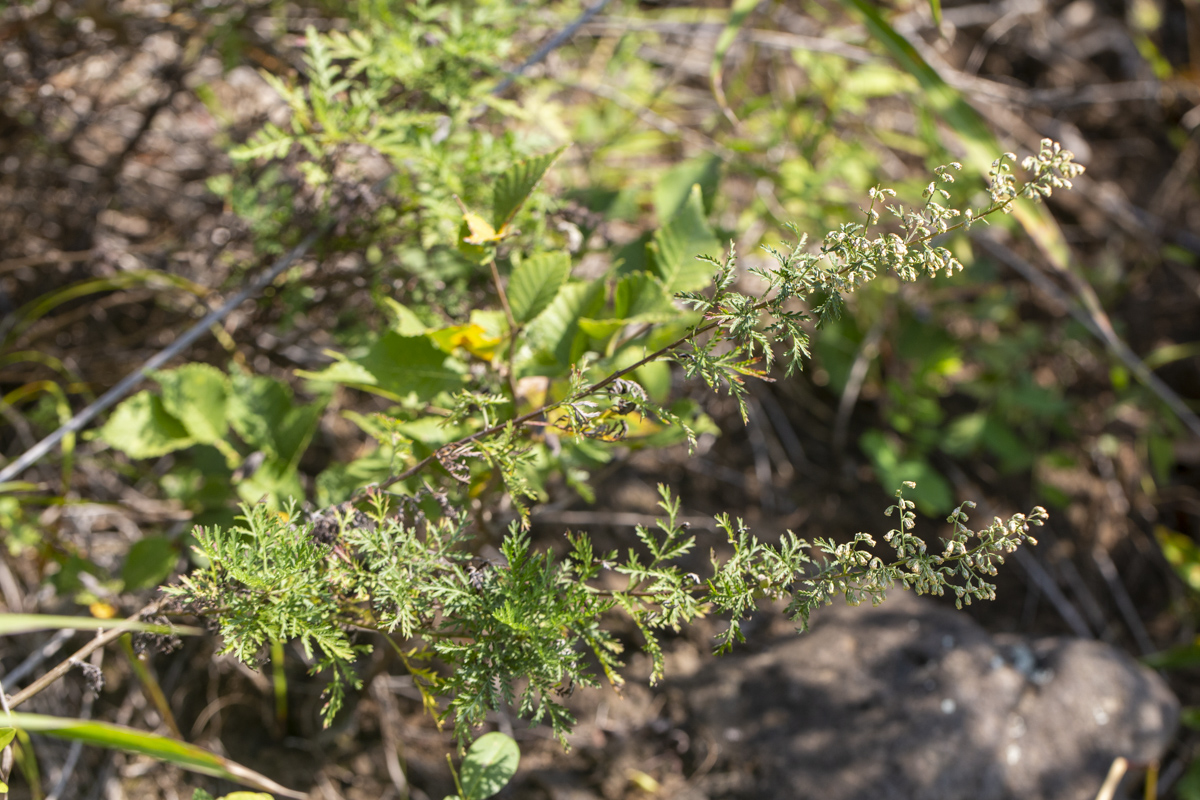 Image of Artemisia freyniana specimen.