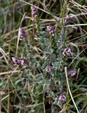Odontites vulgaris. Верхушки побегов с соцветиями с цветками и плодами. Московская обл., гор. округ Домодедово, низовья р. Пахра, луговой склон. 30.08.2026.