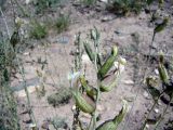 род Astragalus. Часть соцветия. Кыргызстан, Алайская дол., пойма р. Кызыл-Суу, окр. с. Джар-Баши, галечник, 10 VII 2024 г.