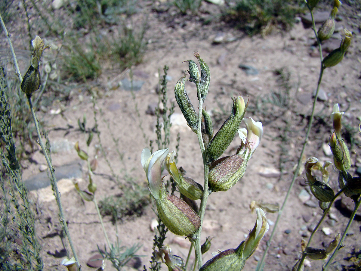 Image of genus Astragalus specimen.