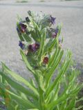 Cynoglossum officinale. Верхушка расцветающего растения. Новосибирская обл., Искитимский р-н, пгт Линёво, обочина дороги. 31 мая 2011 г.