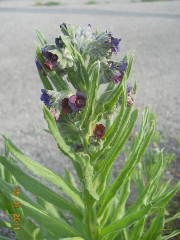 Изображение особи Cynoglossum officinale.