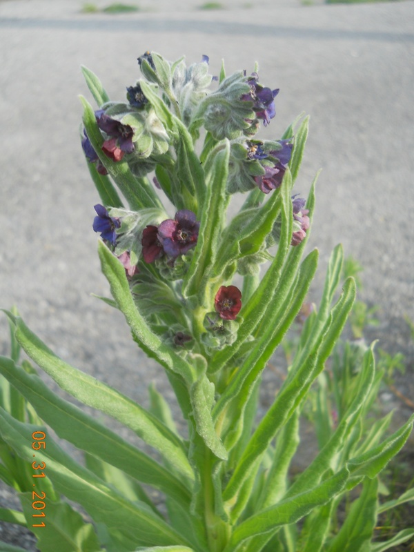 Image of Cynoglossum officinale specimen.