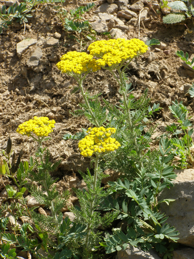 Image of Achillea arabica specimen.