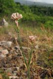 Asperula tenella