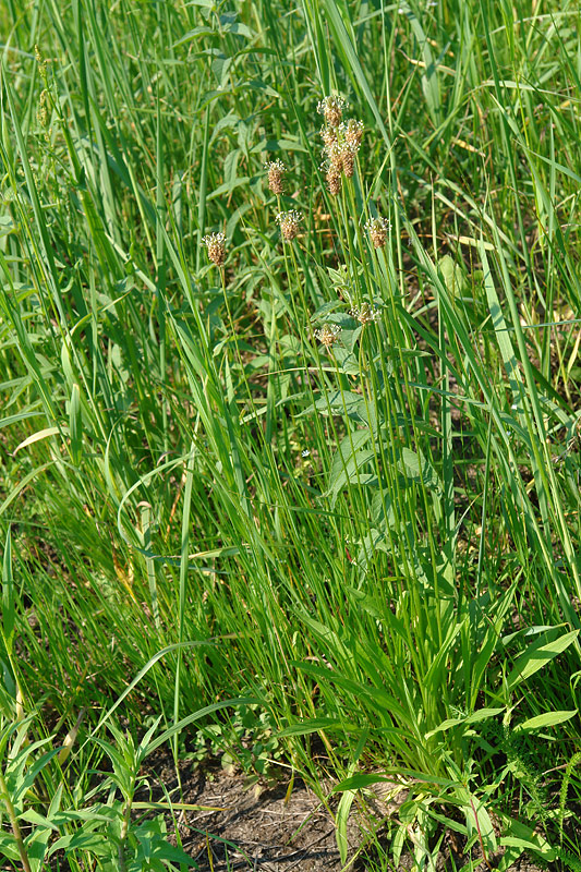 Image of Plantago lanceolata specimen.