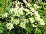 genus Heracleum