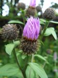 Centaurea carpatica