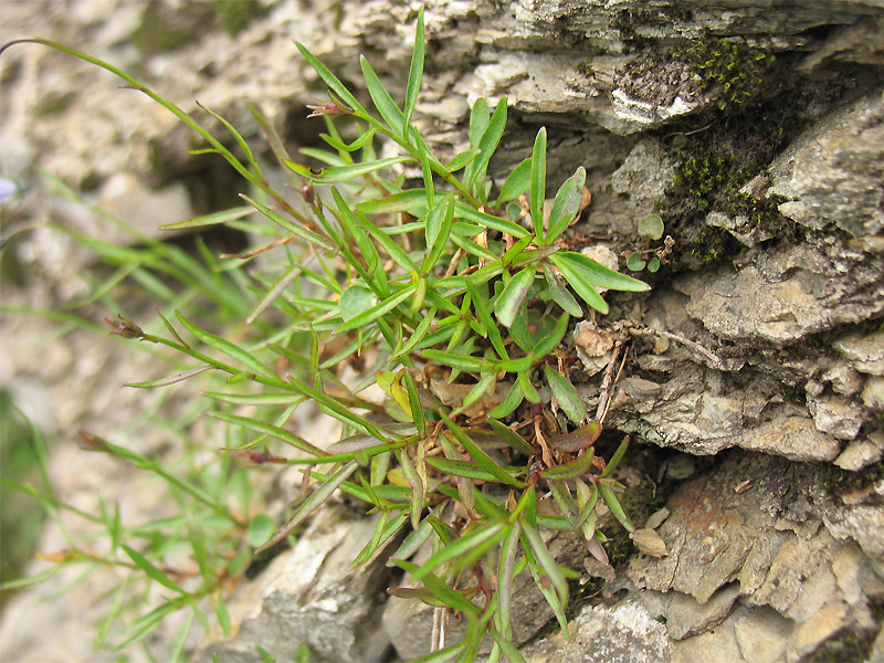 Image of Campanula kladniana specimen.