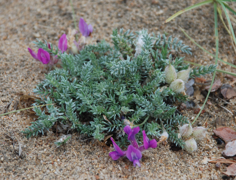 Изображение особи Oxytropis lanata.