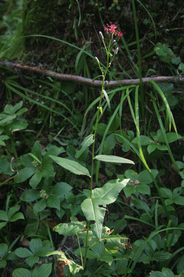 Изображение особи Saussurea triangulata.