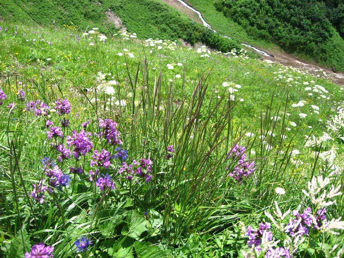 Изображение особи Agrostis planifolia.