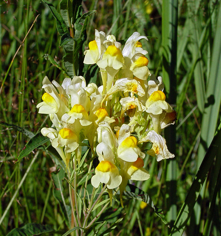 Image of Linaria vulgaris specimen.