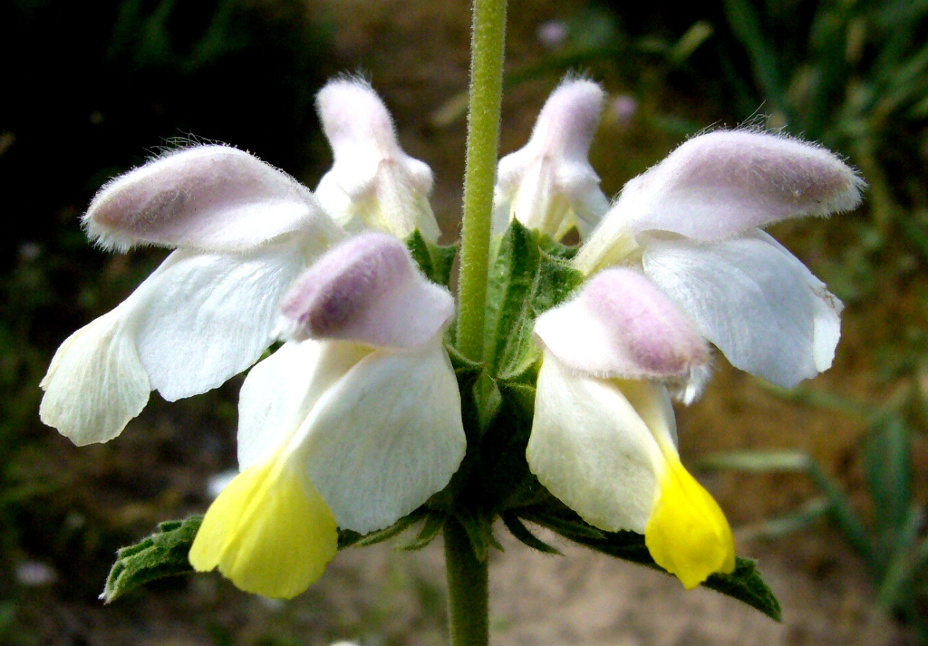 Image of Phlomoides labiosa specimen.