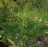 Ferula karatavica. Цветущее растение. Казахстан, Южно-Казахстанская обл., долина р. Боролдай. 02.05.2011.