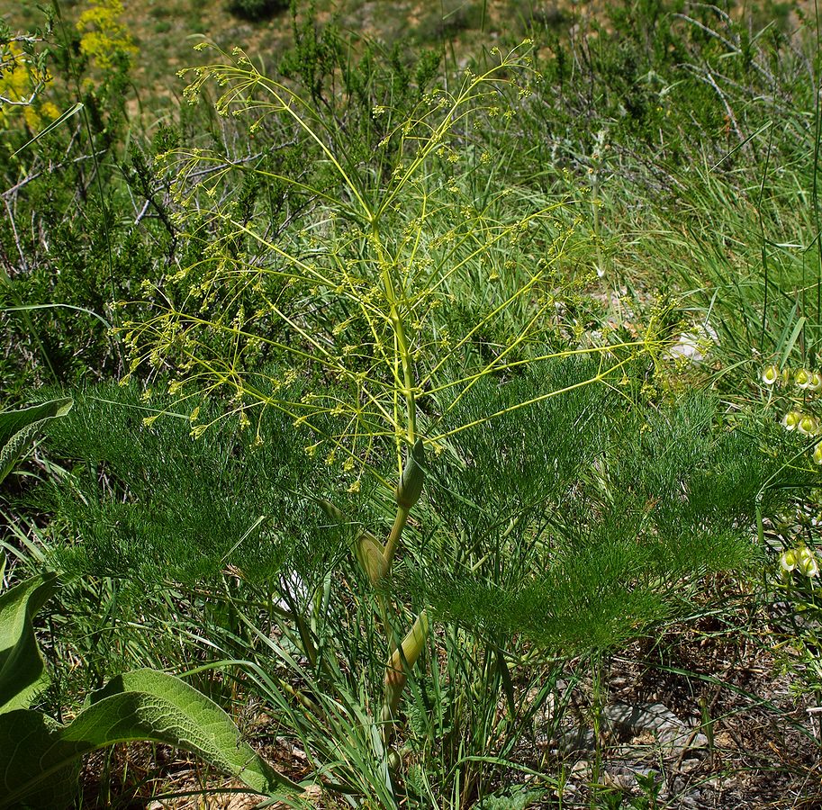 Изображение особи Ferula karatavica.