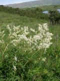 Aconogonon alpinum