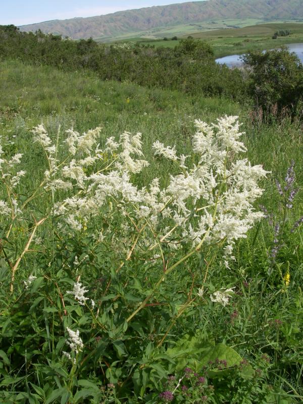 Изображение особи Aconogonon alpinum.