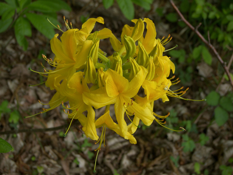 Изображение особи Rhododendron luteum.